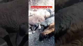 QIRG'IZISTON QOYLARI INSTAGRAM TIKTOK REMIX #CHORVA #BULL #TIKTOK #INSTAGRAM #REK #REMIX#COW #reels