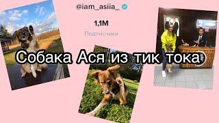 Собака Ася из Tik Tok